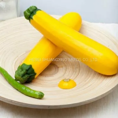 Yellow Beauty Early Maturity Yellow Skin Hybrid Squash Seeds photo-2