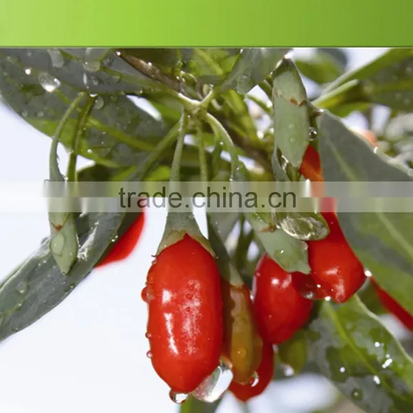 Zero Pesticide Residues Dried Goji Berry Fruit in Hot Selling photo-2