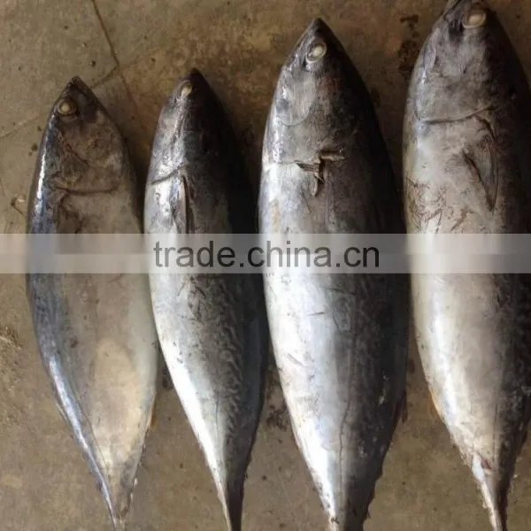 2016 Grade A and Cheapest Bonito Size 1-1.5kg or up From China photo-2