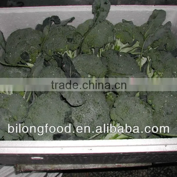 Chinese Fresh Broccoli (11-13cm ) From New Farm photo-6