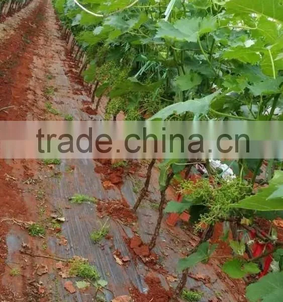 Bulk Grapes photo-5