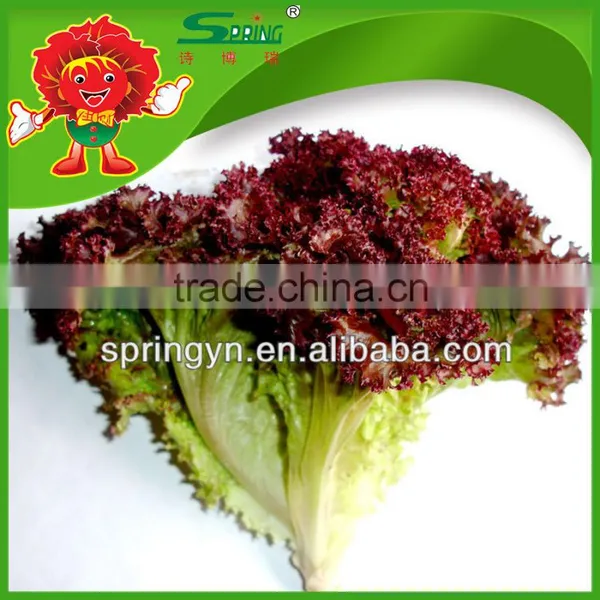Frozen Transport Red Leaf High Quality Leaf Lettuce photo-2