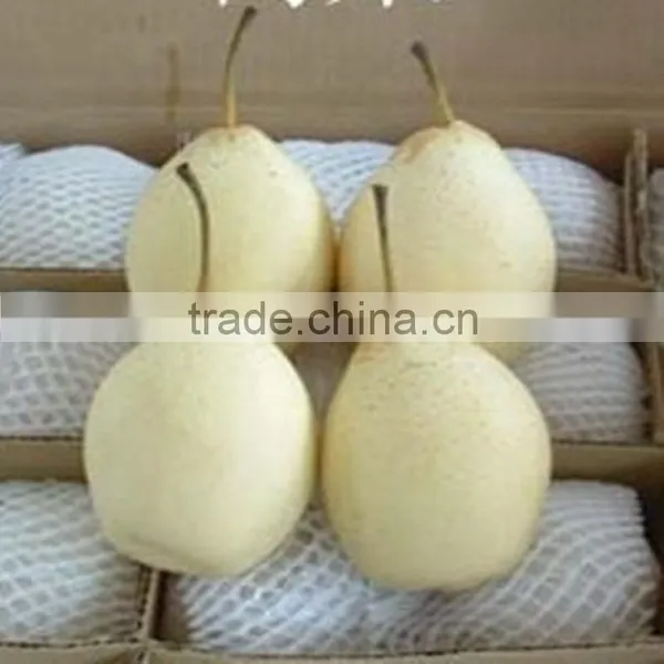 Fresh ya Pear&new Crop&the Most Lowest Price photo-2