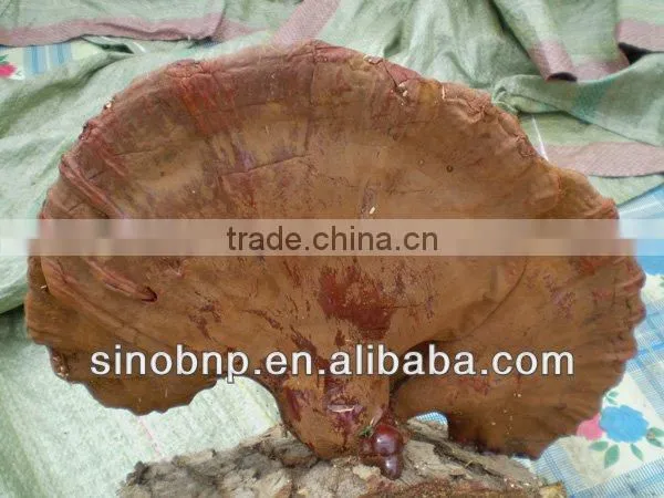 BNP Supply Reishi Mushroom Extract/mushroom Spawn for Sale