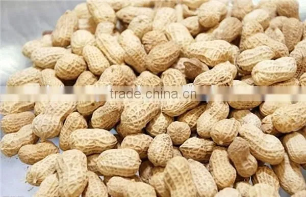 Manufacture Factory of Peanut in Hell and Dried Peanut photo-2