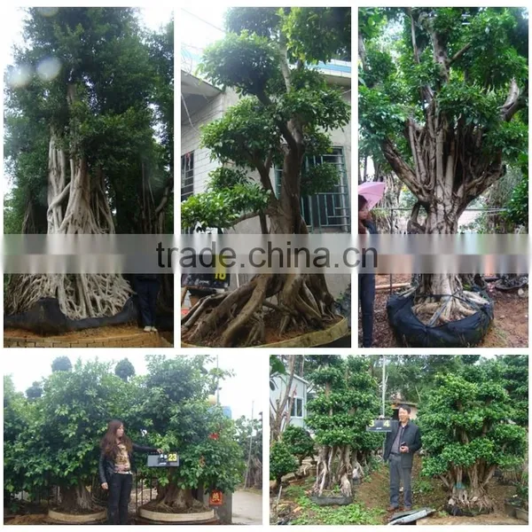 Ficus Microcarpa photo-2