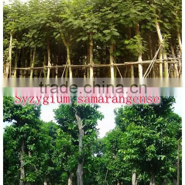 for Outdoor Landscaping Ornamental Bonsai Plants photo-2