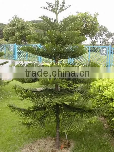 Hoop Pine, Araucaria Cunninghamii Sweet Seedlings, as Bonsai, Pot Plants or Outdoor Plants photo-2