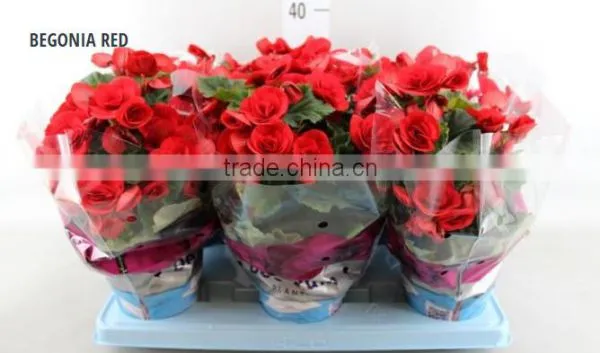 BEGONIA RED
