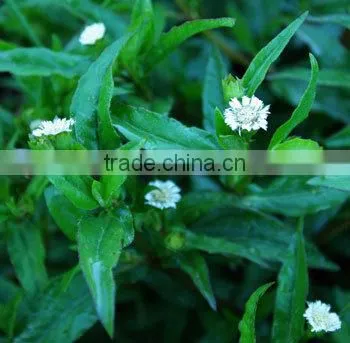 Eclipta Alba photo-3