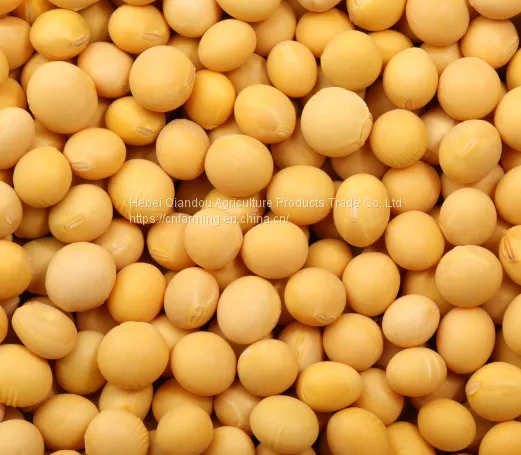 Beans photo-5