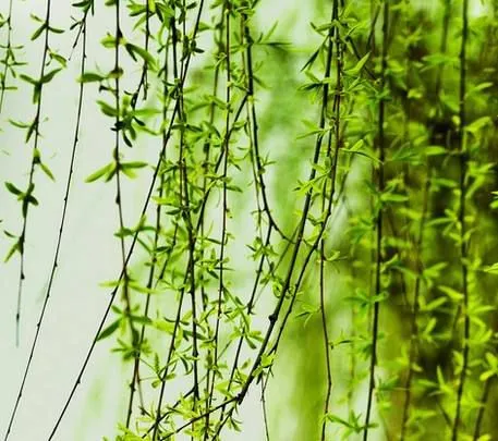 Wholesales High Quality Organic 100% Pure Salix Alba Bark Extract Salicin photo-2