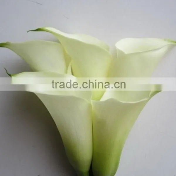 Cheap Wholesale High Quality Calla Lily From China Manufacture photo-4