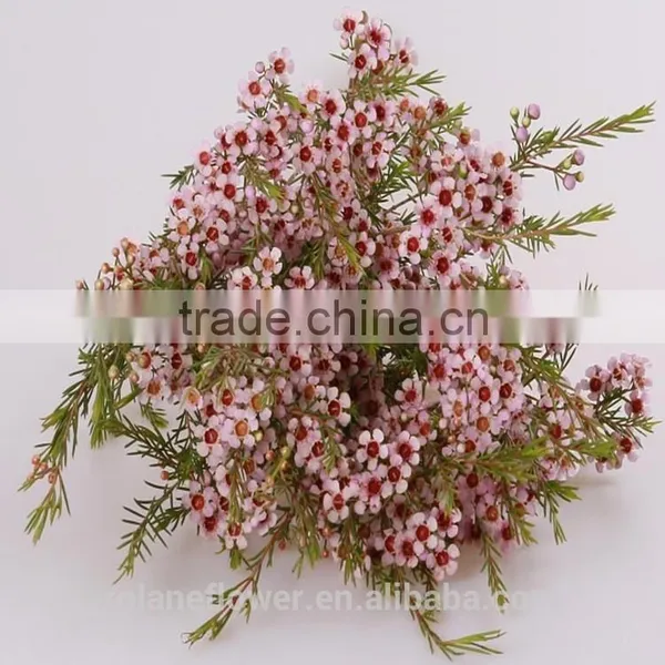 the Most Beautiful Fresh Wintersweet Flower to Export photo-2