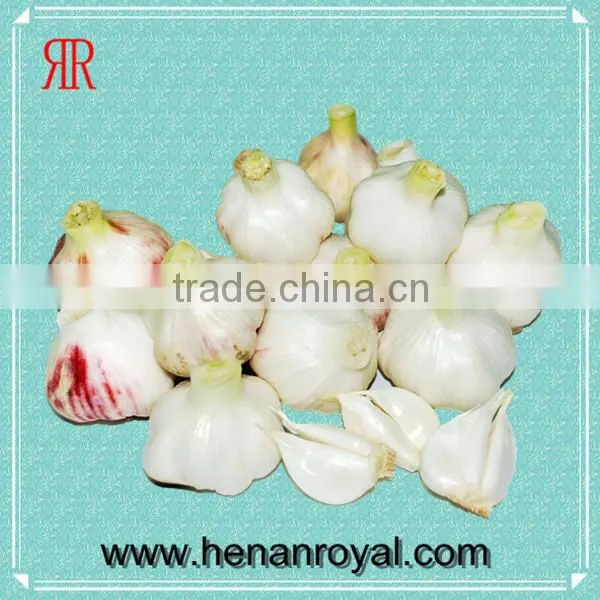Red Garlics for Sale