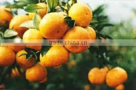 FRESH MANDARIN photo-2