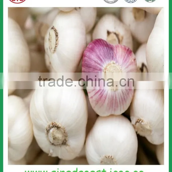 Jinxiang Garlic Contact me photo-4