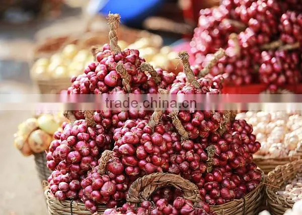 High Quality Fresh Onion From Kego Vietnam photo-2