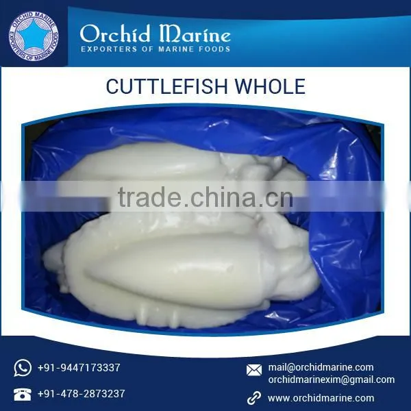 Optimum Quality Health Beneficial Cuttlefish Whole Round Available in Hygienic Pack photo-5
