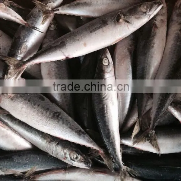 Sea Fish of Mackerel photo-3
