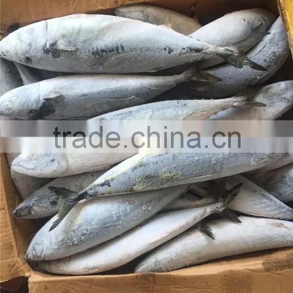 Hight Quality Frozen Pacific Mackerel for Sale photo-3
