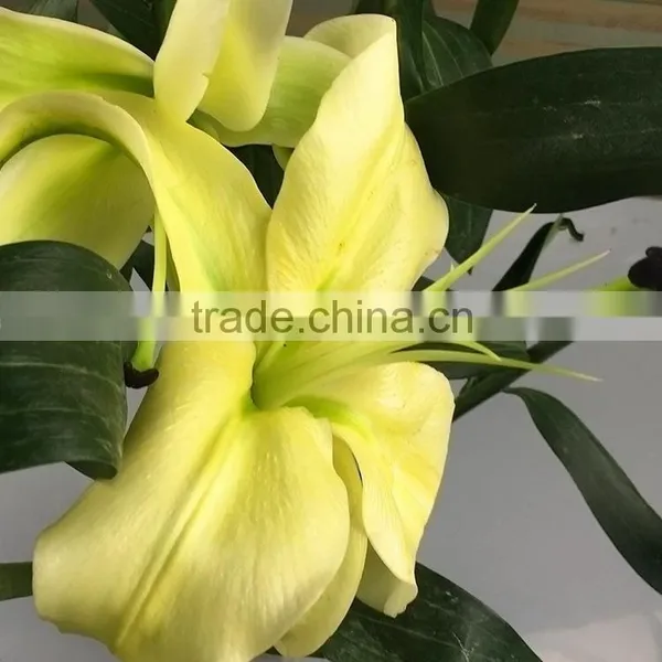 Fashion Yellow King Lilies Flower photo-5