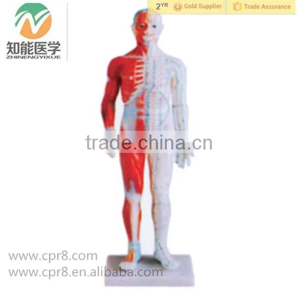 High Quality Chinese Acupuncture Human Parts Model 60CM