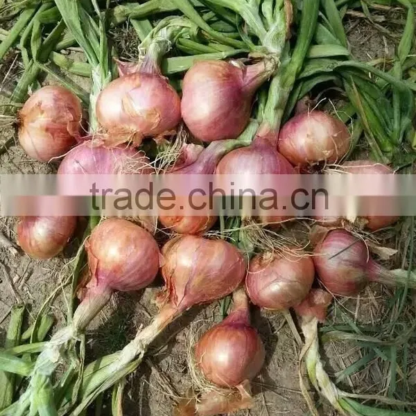 2015 100% Fresh Shallot Onion in China photo-2
