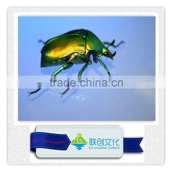 Gaint Insect Robot Models on Sale photo-5