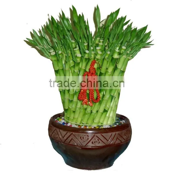 Dracaena Lucky Bamboo for Elderly photo-6