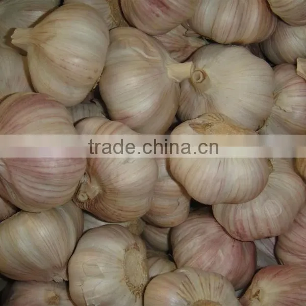 WHOLESALE GARLIC photo-4