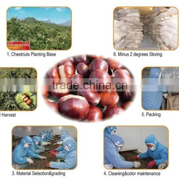 Hebei Fresh Chestnuts photo-6
