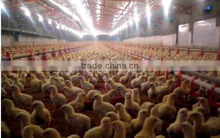 Poultry Chain Feeding System/Poultry Feeding System Manufactuer In China photo-5