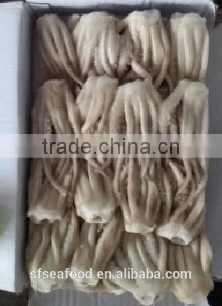 Squid Tentacle of Japanese Squid photo-3