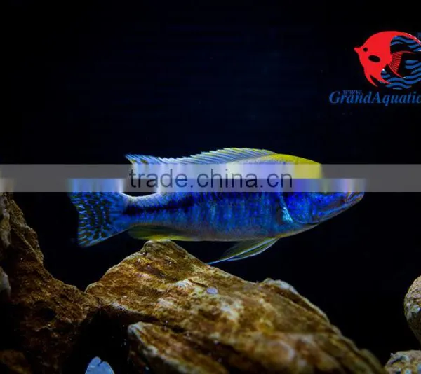 Aquarium Fish Wholesale From Thailand photo-3
