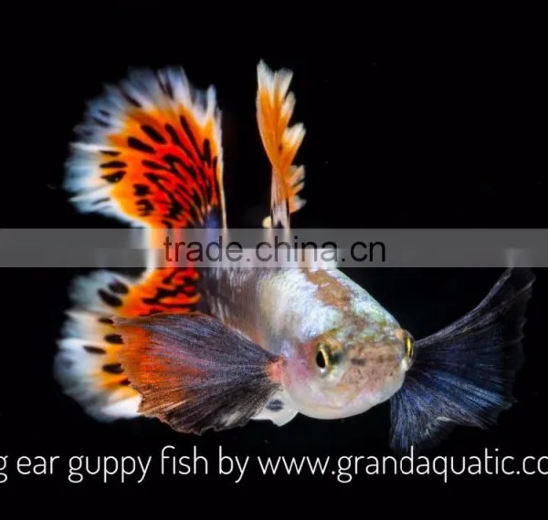 Big Ear Guppy for Freshwater Aquarium Fish Export Company From Thailand