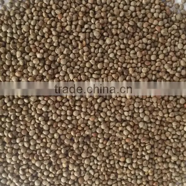 Perilla Seeds photo-2