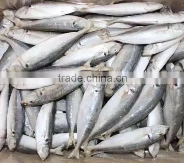 Frozen IQF 8-10pcs/kg Horse Mackerel for Sale