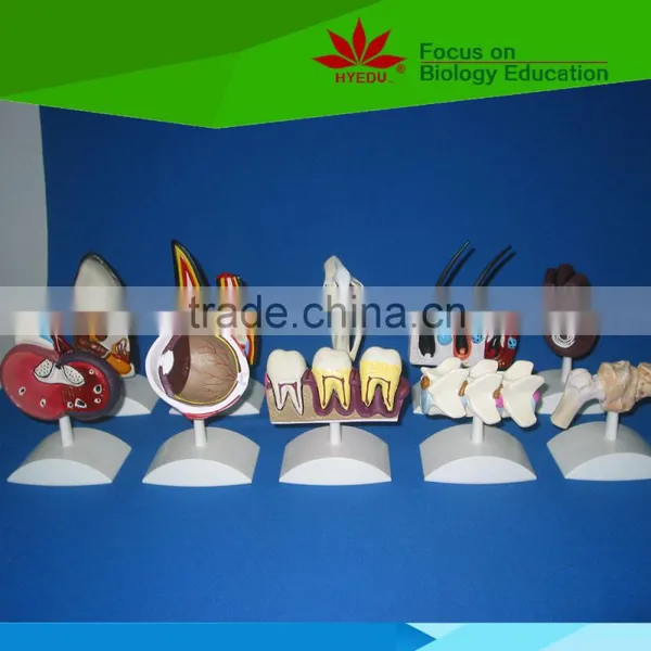 Low Priced Human Cardiac Cycle and Size Cycle Electic Model photo-2