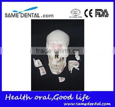 Dental Ten Section Skull Model DEA-40 photo-4