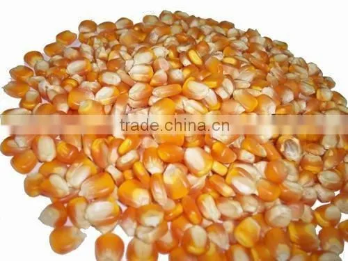 Yellow Corn