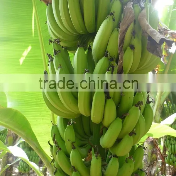 Fresh Cavendish Banana Hot For Sales