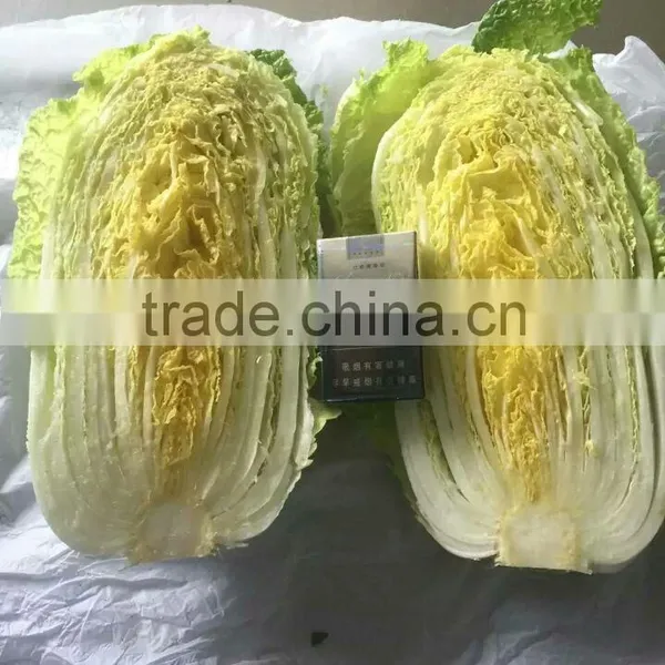 Hot Sale Chinese Big White Long Cabbage photo-5
