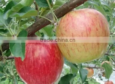 Japanese Various Delicious Apples photo-3