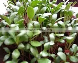 Fenugreek Oil photo-2