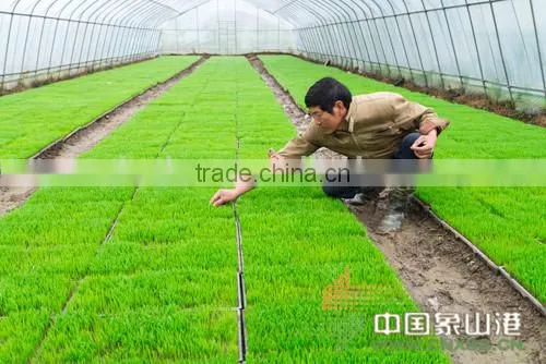 New Product Supreme Quality Competitive Price Black Seedling Tray photo-4