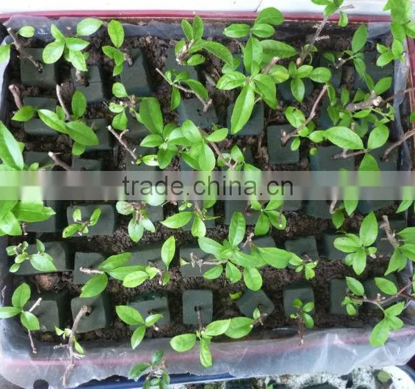 Phenol Resin Floral Foam Soilless Culture Substrates for Anthurium Planting in Greenhouse photo-4