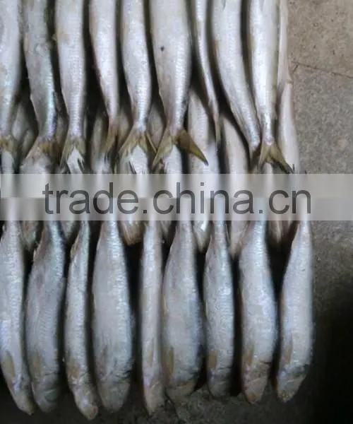 Good Quality Frozen Sardines 6-7pcs/kg photo-2