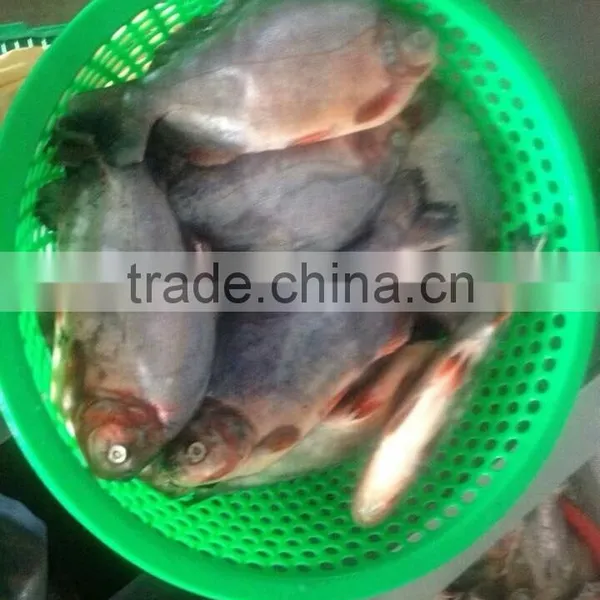 Black Pomfret