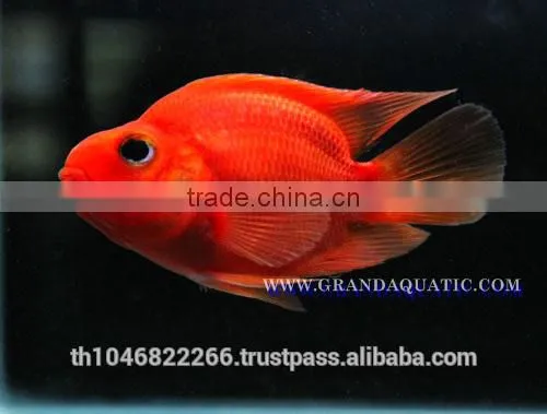 Red Parrot Cichlid Fish Farm For Sale and Export photo-3